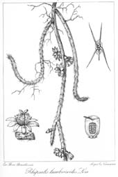 O gênero Rhipsalis, (Tafel 2)