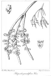 O gênero Rhipsalis, (Tafel 5)
