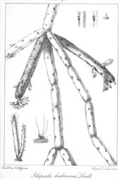 O gênero Rhipsalis, (Tafel 6)