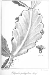 O gênero Rhipsalis, (Tafel 12)