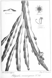 O gênero Rhipsalis, (Tafel 16)