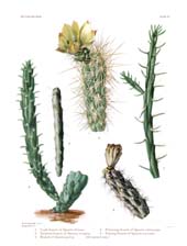 The Cactaceae: Volume I, Plate 7