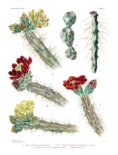 The Cactaceae: Volume I, Plate 9