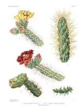 The Cactaceae: Volume I, Plate 10