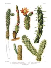 The Cactaceae: Volume I, Plate 11