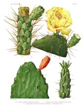 The Cactaceae: Volume I, Plate 15