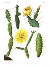 The Cactaceae: Volume I, Plate 17