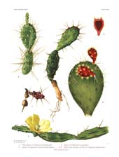 The Cactaceae: Volume I, Plate 18