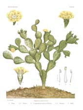 The Cactaceae: Volume I, Plate 19