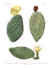 The Cactaceae: Volume I, Plate 20
