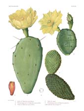 The Cactaceae: Volume I, Plate 22