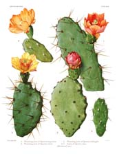 The Cactaceae: Volume I, Plate 26