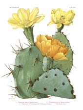 The Cactaceae: Volume I, Plate 28