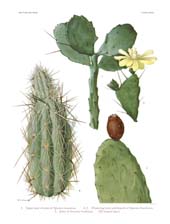 The Cactaceae: Volume I, Plate 33