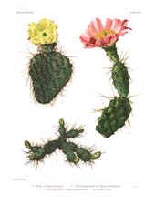 The Cactaceae: Volume I, Plate 35