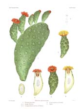 The Cactaceae: Volume I, Plate 36