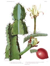 The Cactaceae: Volume II, Plate 3