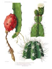 The Cactaceae: Volume II, Plate 13