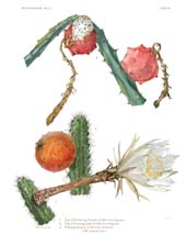 The Cactaceae: Volume II, Plate 19