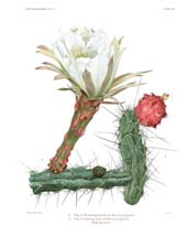 The Cactaceae: Volume II, Plate 21