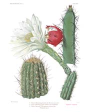 The Cactaceae: Volume II, Plate 24