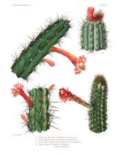 The Cactaceae: Volume II, Plate 25