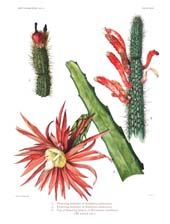 The Cactaceae: Volume II, Plate 27
