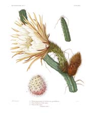 The Cactaceae: Volume II, Plate 33