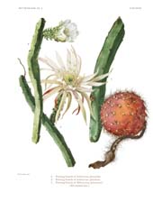 The Cactaceae: Volume II, Plate 38