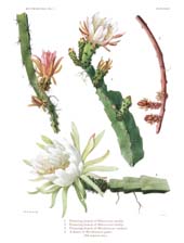The Cactaceae: Volume II, Plate 39