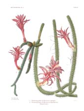 The Cactaceae: Volume II, Plate 40