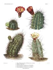 The Cactaceae: Volume III, Plate 2