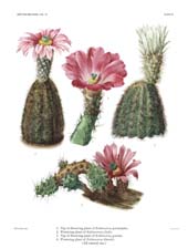 The Cactaceae: Volume III, Plate 3
