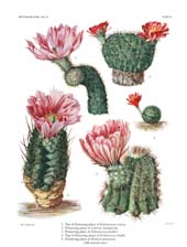 The Cactaceae: Volume III, Plate 4