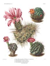 The Cactaceae: Volume III, Plate 5