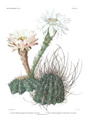 The Cactaceae: Volume III, Plate 7