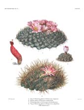 The Cactaceae: Volume III, Plate 8
