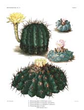 The Cactaceae: Volume III, Plate 10