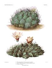 The Cactaceae: Volume III, Plate 17