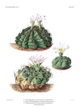 The Cactaceae: Volume III, Plate 18