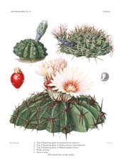 The Cactaceae: Volume III, Plate 19