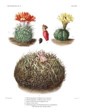 The Cactaceae: Volume III, Plate 23