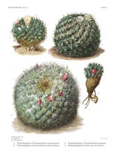 The Cactaceae: Volume IV, Plate 11
