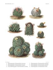 The Cactaceae: Volume IV, Plate 14