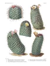 The Cactaceae: Volume IV, Plate 15