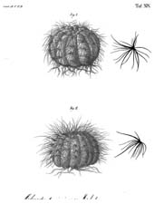 Ueber die Gattungen Melocactus und Echinocactus, Tafel 19