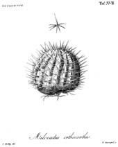 Ueber die Gattungen Melocactus und Echinocactus, Tafel 18