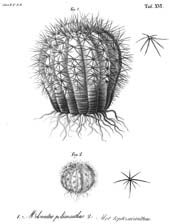 Ueber die Gattungen Melocactus und Echinocactus, Tafel 16