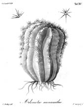 Ueber die Gattungen Melocactus und Echinocactus, Tafel 15