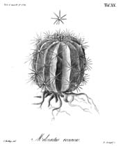 Ueber die Gattungen Melocactus und Echinocactus, Tafel 20